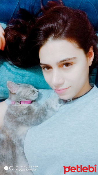 Sarman, Kedi  Miya fotoğrafı