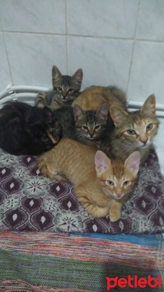 Tekir Kedi, Kedi  Yavrularım fotoğrafı