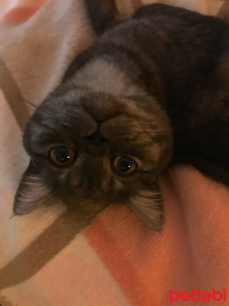 British Shorthair, Kedi  Maya fotoğrafı