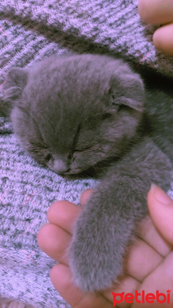 Scottish Fold, Kedi  Şeker fotoğrafı