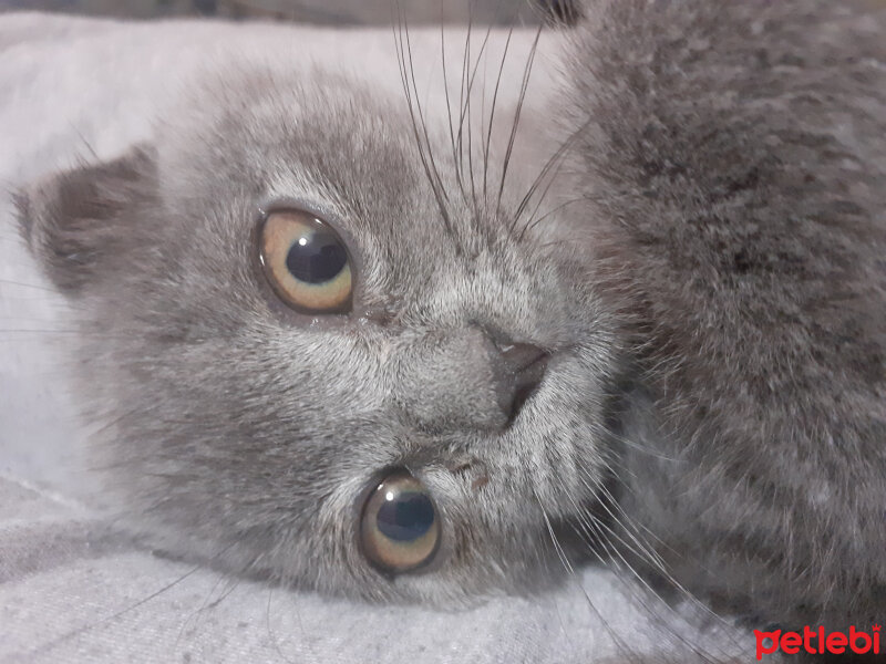 Scottish Fold, Kedi  Şeker fotoğrafı