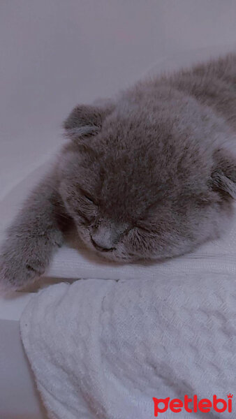 Scottish Fold, Kedi  Şeker fotoğrafı