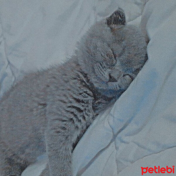 Scottish Fold, Kedi  Şeker fotoğrafı