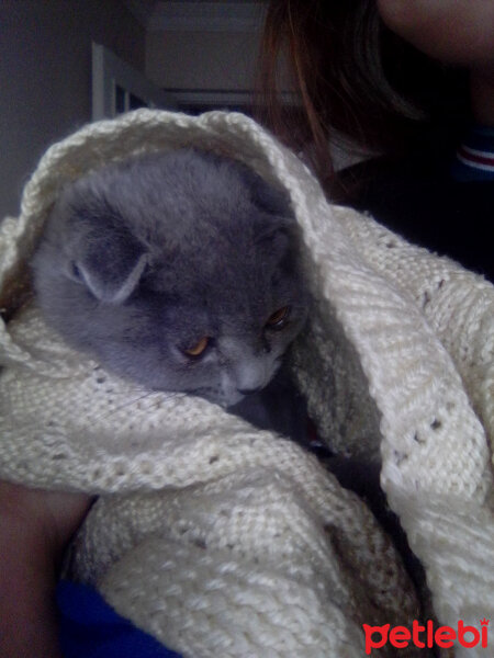 Scottish Fold, Kedi  Şeker fotoğrafı