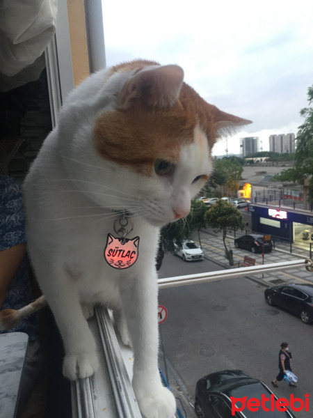 Tekir Kedi, Kedi  Sütlaç fotoğrafı