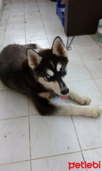 Sibirya Kurdu (Husky), Köpek  kabus fotoğrafı