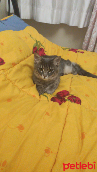 Tekir Kedi, Kedi  Maral fotoğrafı