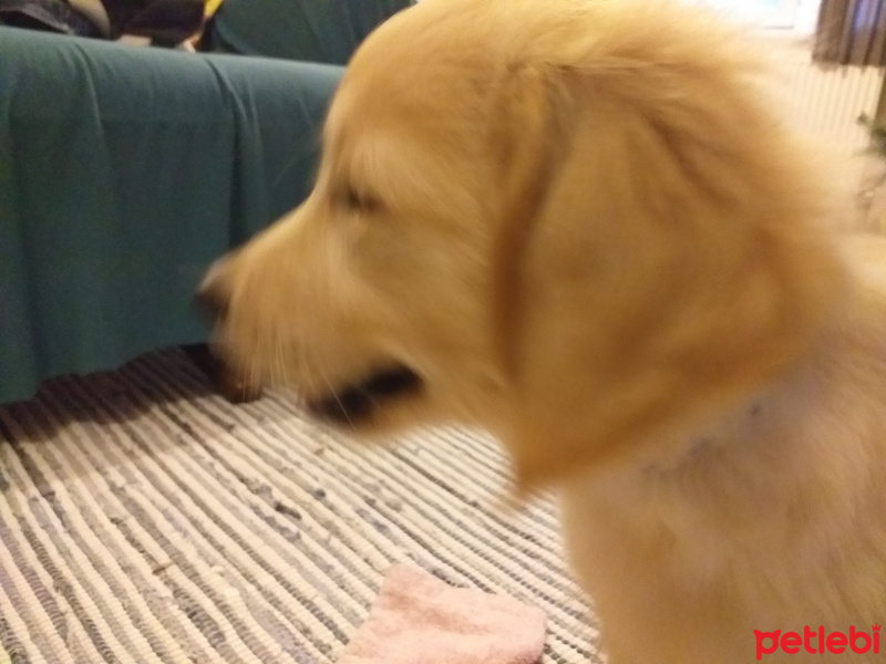 Golden Retriever, Köpek  Tarçın fotoğrafı