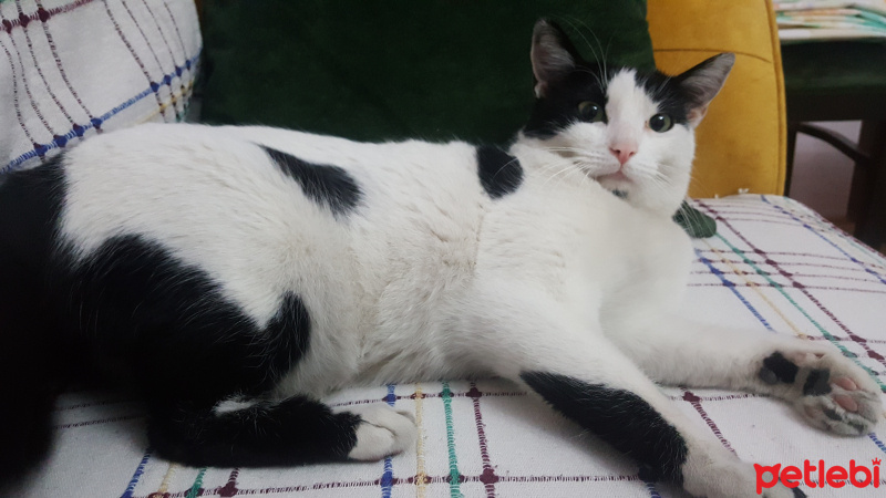 Tekir Kedi, Kedi  Şeker fotoğrafı
