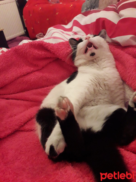 Tekir Kedi, Kedi  Şeker fotoğrafı