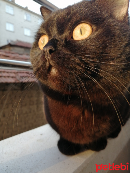 British Shorthair, Kedi  Zeytin fotoğrafı