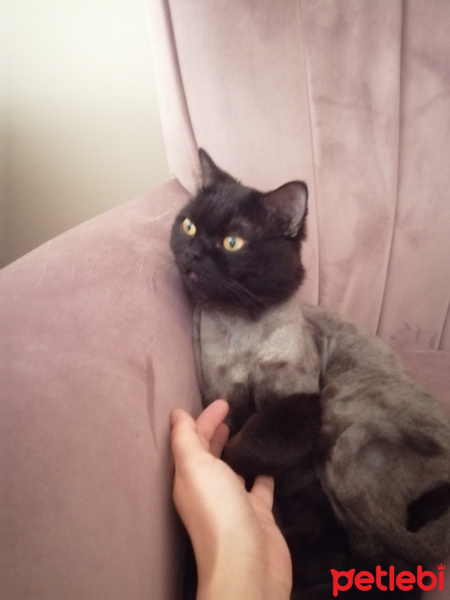 British Shorthair, Kedi  Zeytin fotoğrafı