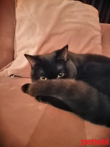 British Shorthair, Kedi  Zeytin fotoğrafı