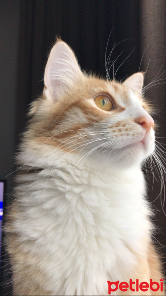 Sarman, Kedi  Viktor fotoğrafı