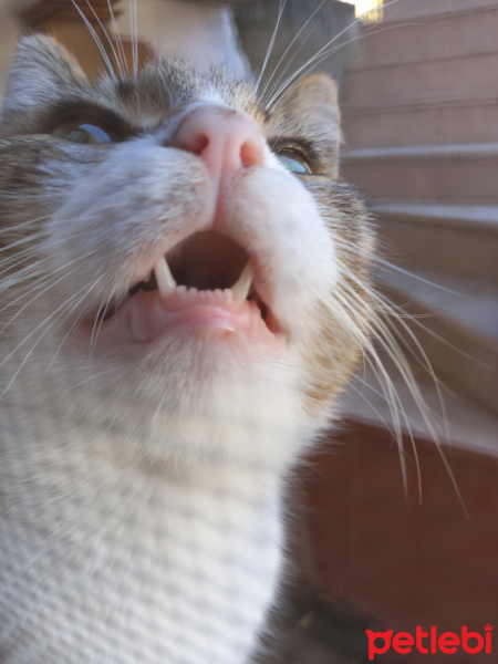 Tekir Kedi, Kedi  Asalet hanım fotoğrafı