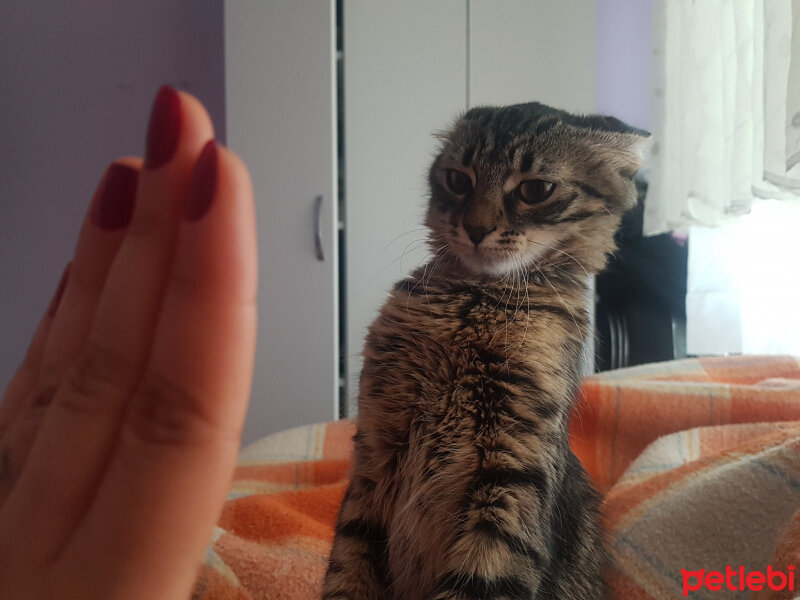 Tekir Kedi, Kedi  Gala fotoğrafı