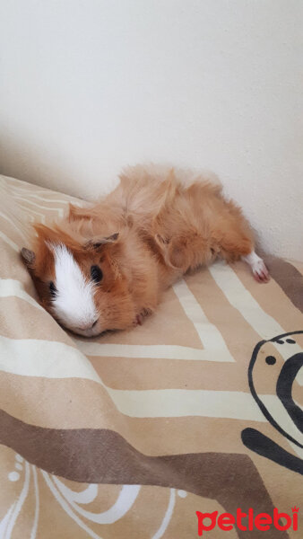 Guinea Pig, Kemirgen  Fıstık fotoğrafı