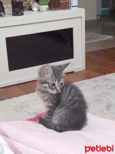 Tekir Kedi, Kedi  Çiko fotoğrafı
