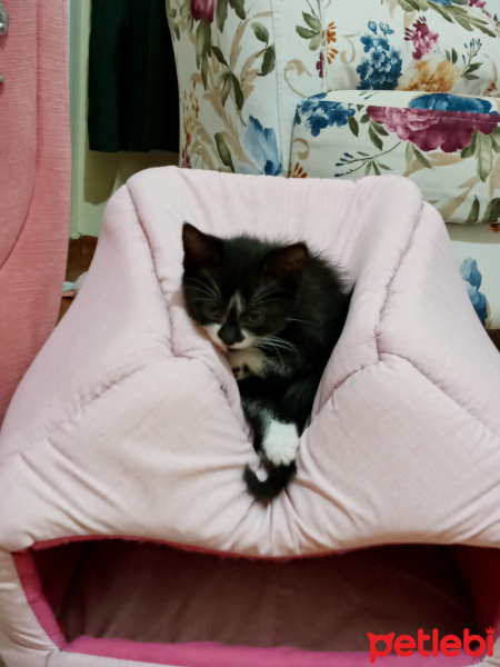 Tekir Kedi, Kedi  Fır fır fotoğrafı