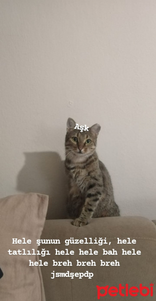 Tekir Kedi, Kedi  Minik fotoğrafı