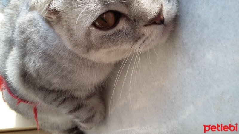 Scottish Fold, Kedi  Duman  fotoğrafı