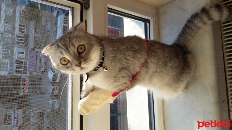 Scottish Fold, Kedi  Duman  fotoğrafı