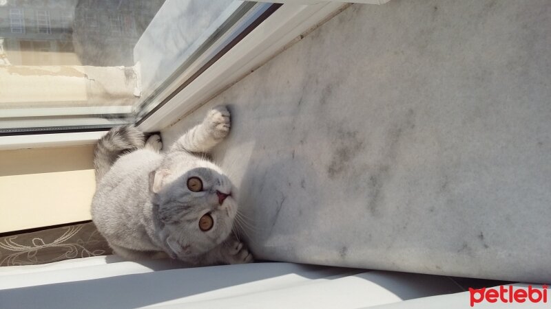 Scottish Fold, Kedi  Duman  fotoğrafı