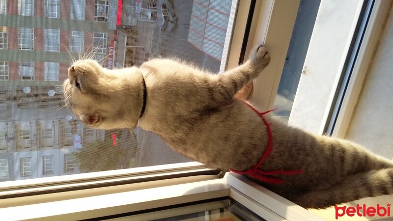 Scottish Fold, Kedi  Duman  fotoğrafı