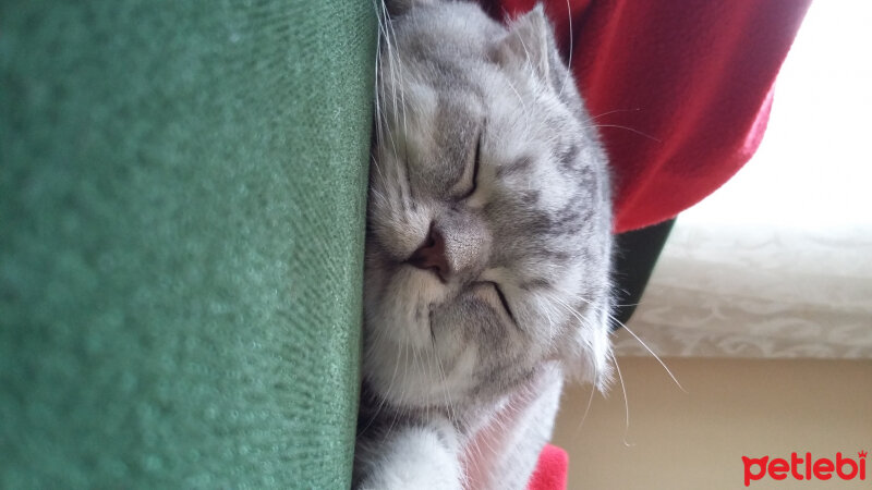 Scottish Fold, Kedi  Duman  fotoğrafı