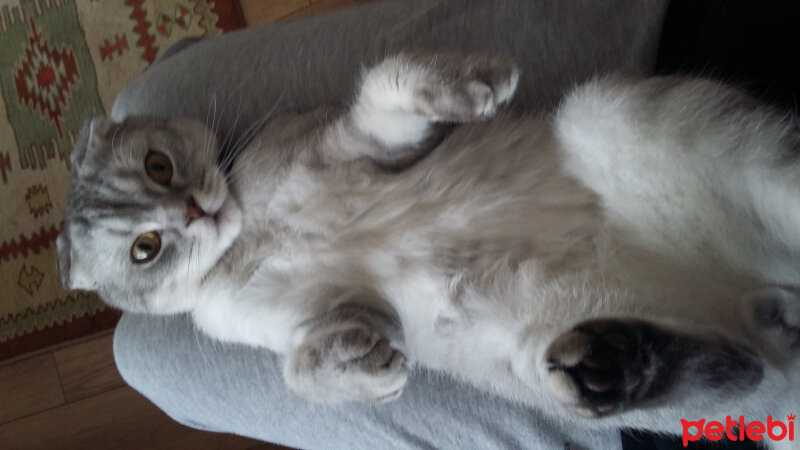 Scottish Fold, Kedi  Duman  fotoğrafı