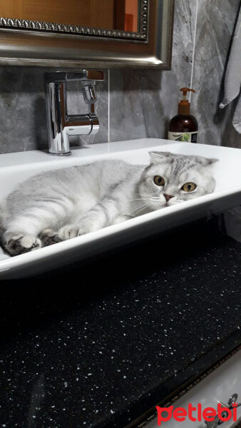 Scottish Fold, Kedi  Duman  fotoğrafı