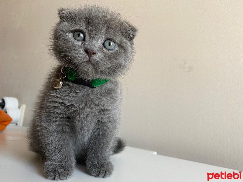 Scottish Fold, Kedi  micho fotoğrafı