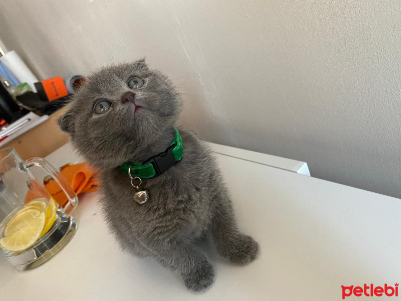 Scottish Fold, Kedi  micho fotoğrafı