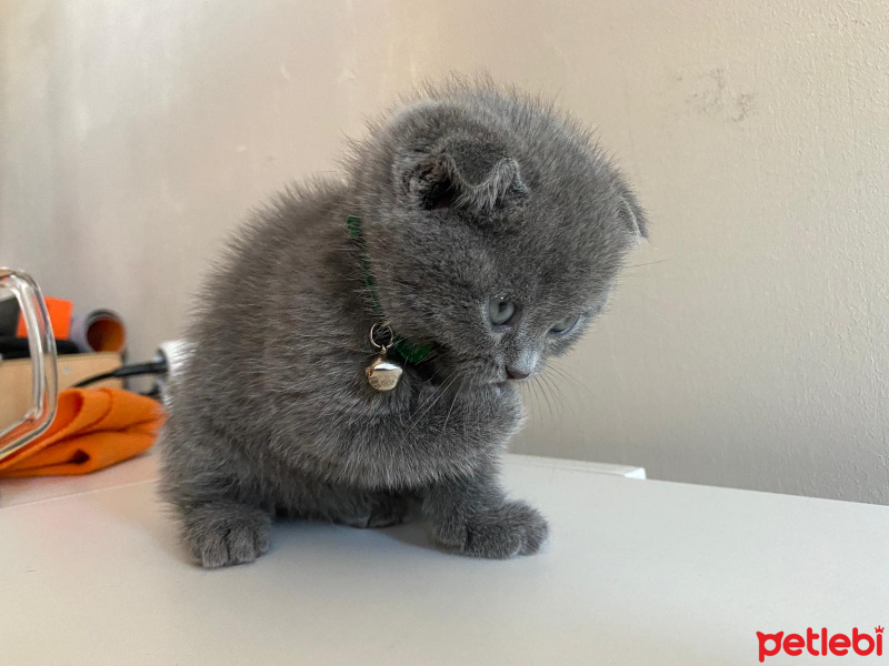 Scottish Fold, Kedi  micho fotoğrafı