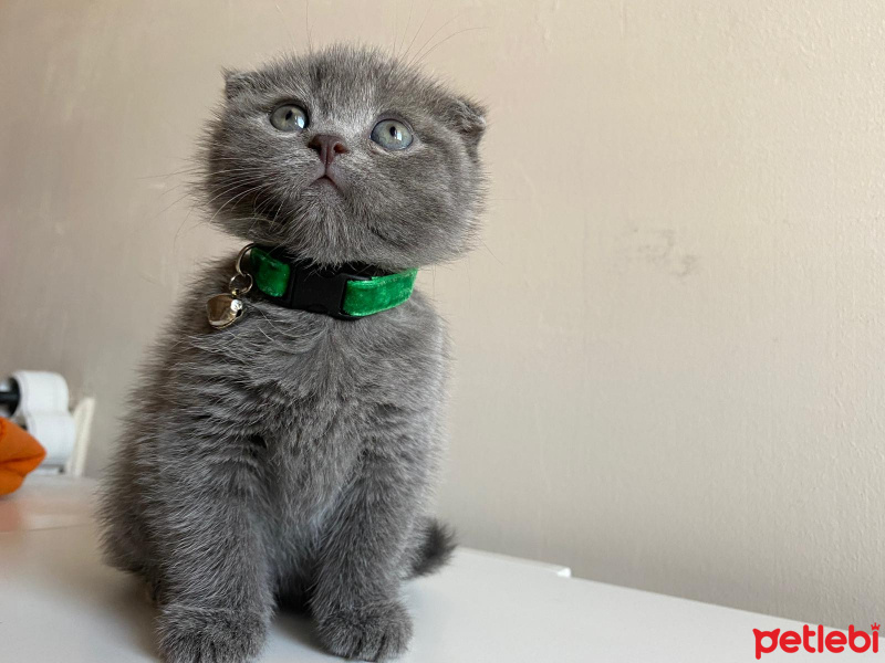 Scottish Fold, Kedi  micho fotoğrafı