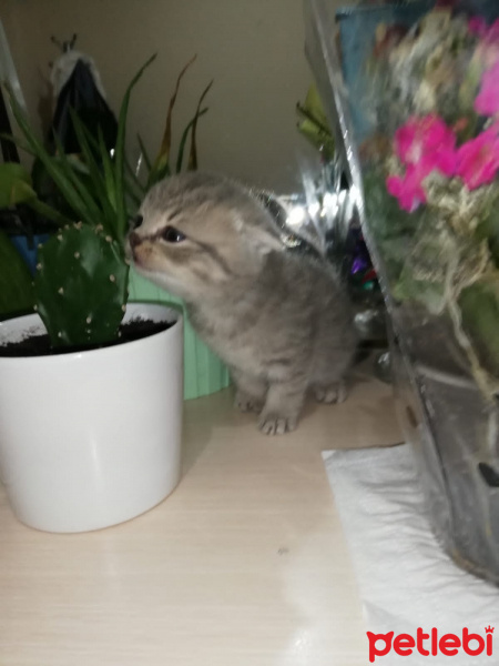 Scottish Fold, Kedi  Huzur fotoğrafı