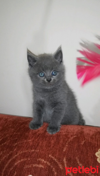 Scottish Fold, Kedi  Huzur fotoğrafı