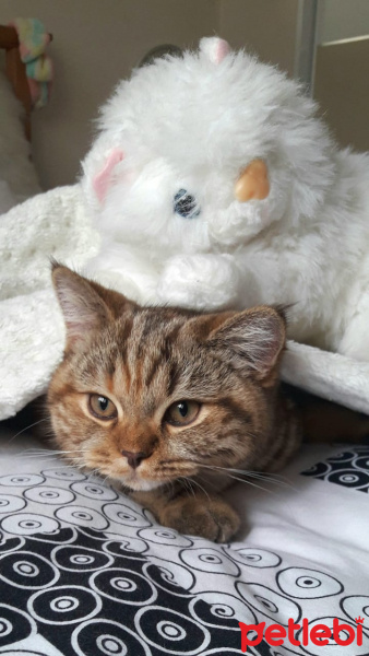 British Shorthair, Kedi  Toffee fotoğrafı