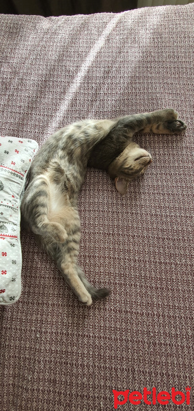 Tekir Kedi, Kedi  Lokum fotoğrafı