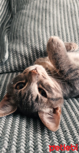 Tekir Kedi, Kedi  Lokum fotoğrafı