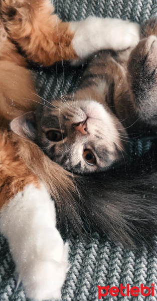 Tekir Kedi, Kedi  Lokum fotoğrafı