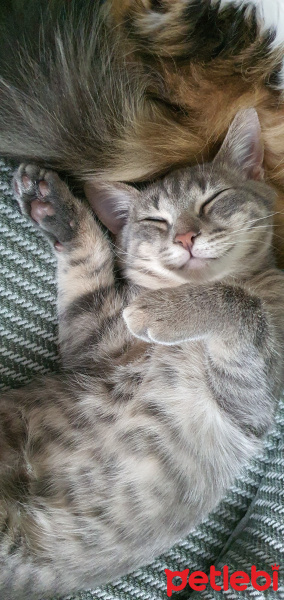 Tekir Kedi, Kedi  Lokum fotoğrafı
