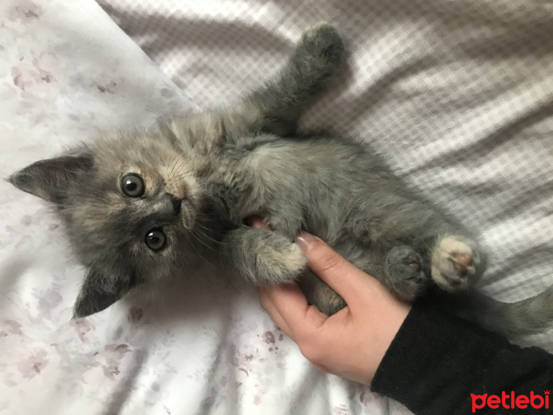 British Shorthair, Kedi  kumpir fotoğrafı