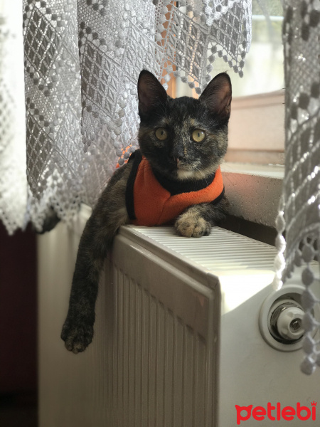 Tekir Kedi, Kedi  Nigra fotoğrafı