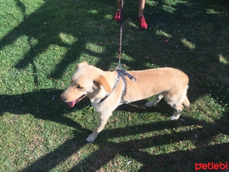 Labrador Retriever, Köpek  Leydi fotoğrafı