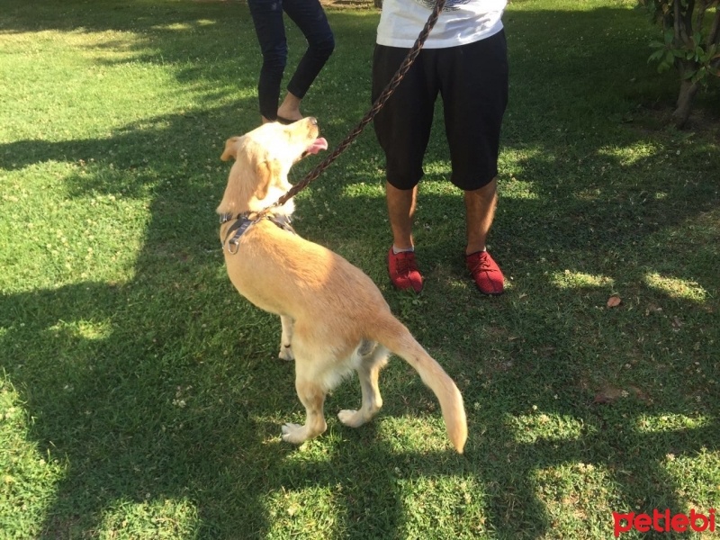 Labrador Retriever, Köpek  Leydi fotoğrafı