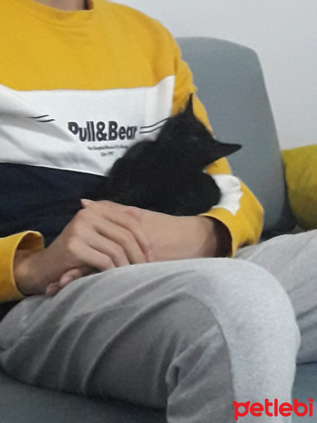 Bombay, Kedi  Onix fotoğrafı