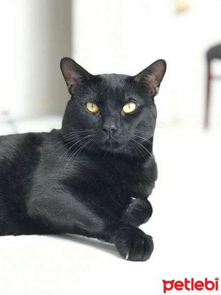 Tekir Kedi, Kedi  Pati fotoğrafı