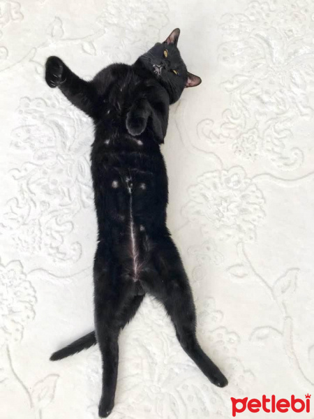 Tekir Kedi, Kedi  Pati fotoğrafı