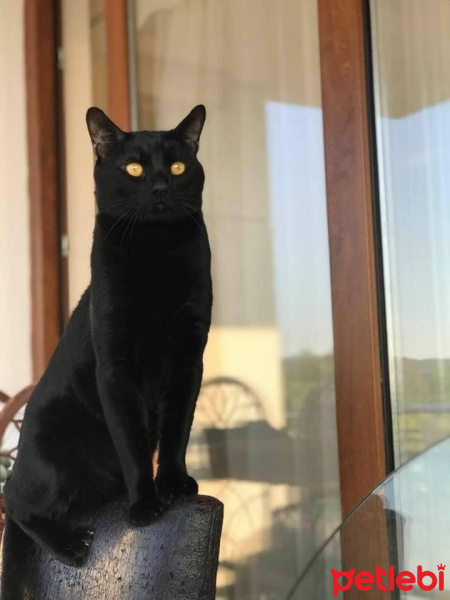 Tekir Kedi, Kedi  Pati fotoğrafı